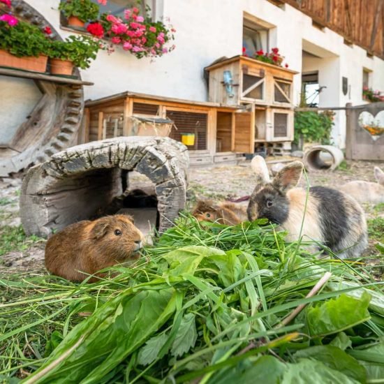 Impressioni da Furnerhof in Collepietra Alto Adige e dintorni 19